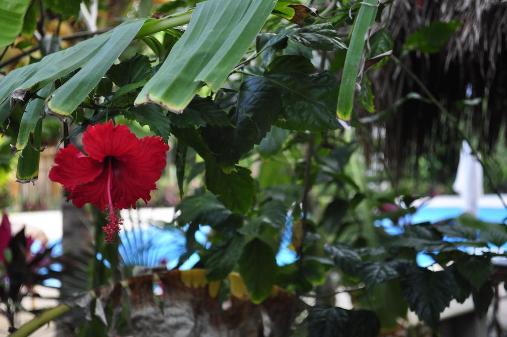 Green Tulum Cabanas & Gardens Buitenkant foto