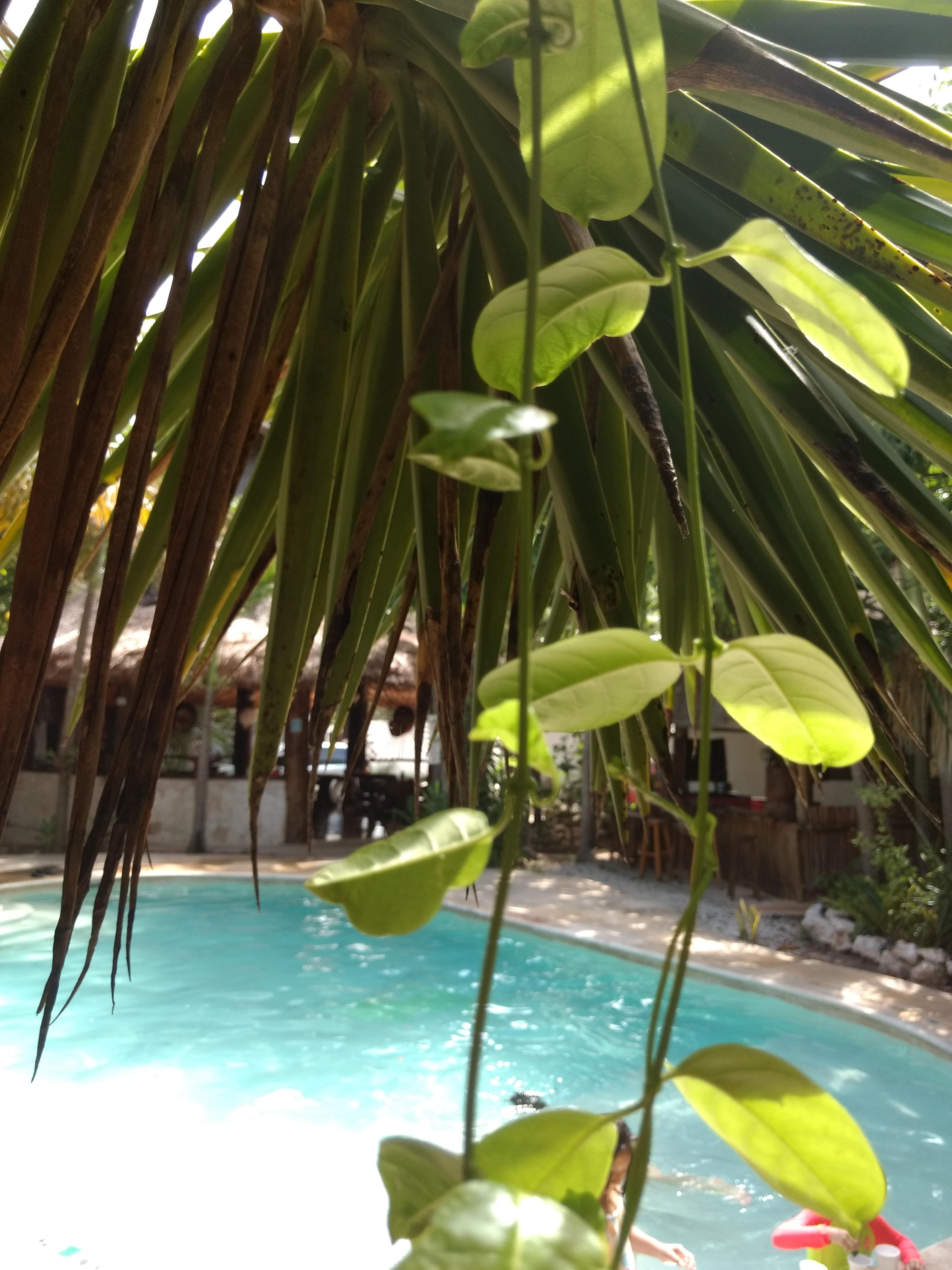 Green Tulum Cabanas & Gardens Buitenkant foto